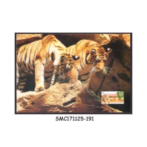 Stamps from INDIA 2007 TIGER CUBS BANDHAVGARH NATIONAL PARK - PICTURE POSTCARD  MINT